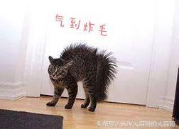 汽车尾标什么意思,各汽车尾标代表的意思