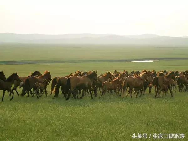 张家口避暑好去处推荐,张家口夏日旅游推荐