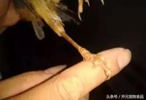 极品画眉鸟头型显示大图,极品画眉斗鸟选择