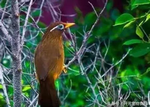 极品画眉鸟头型显示大图,极品画眉斗鸟选择