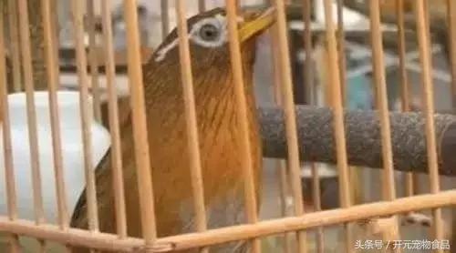 极品画眉鸟头型显示大图,极品画眉斗鸟选择