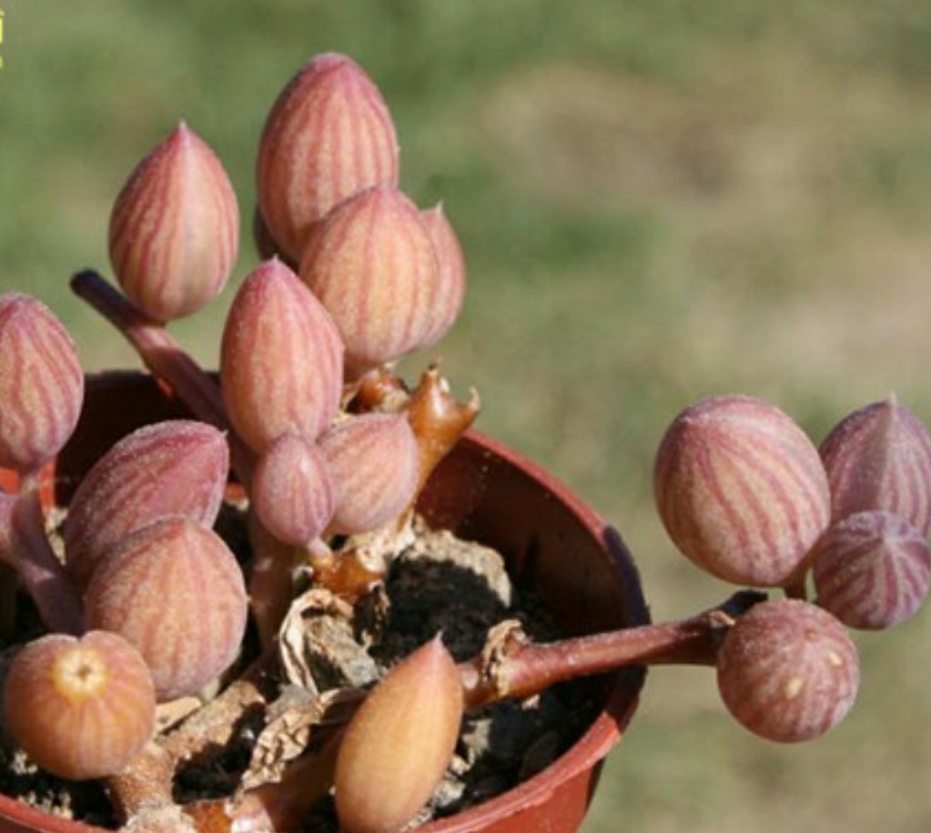 瑗跨摐澶儙澶氳倝妞嶇墿,瑗跨摐澶儙澶氳倝