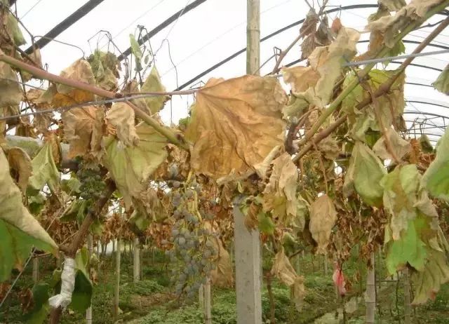 近期葡萄叶片发黄枯叶,葡萄枯叶有几种