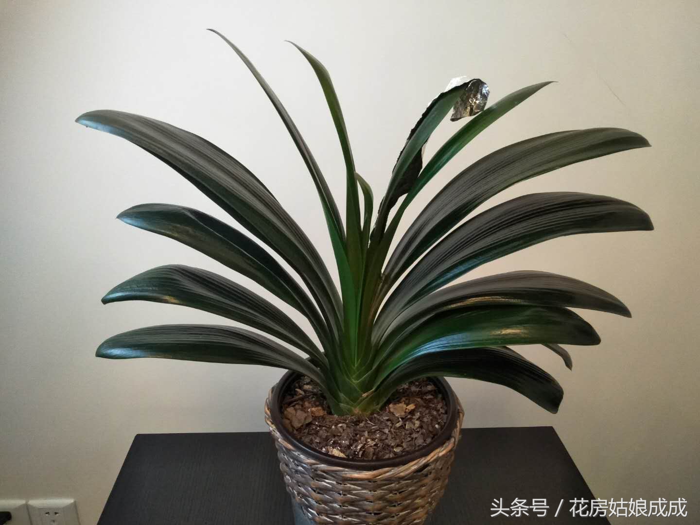 君子兰的叶子不整齐怎么处理,君子兰叶子不好看的正确方法