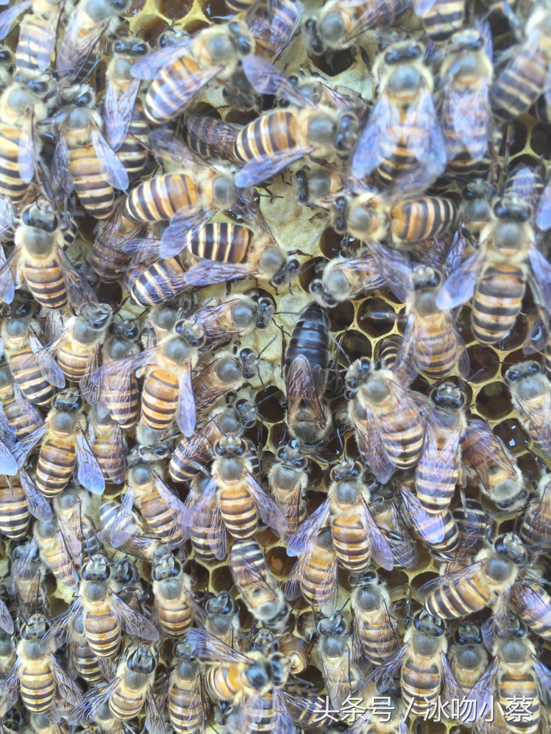 小蔡养殖视频大全,怎么培养双王蜜蜂群