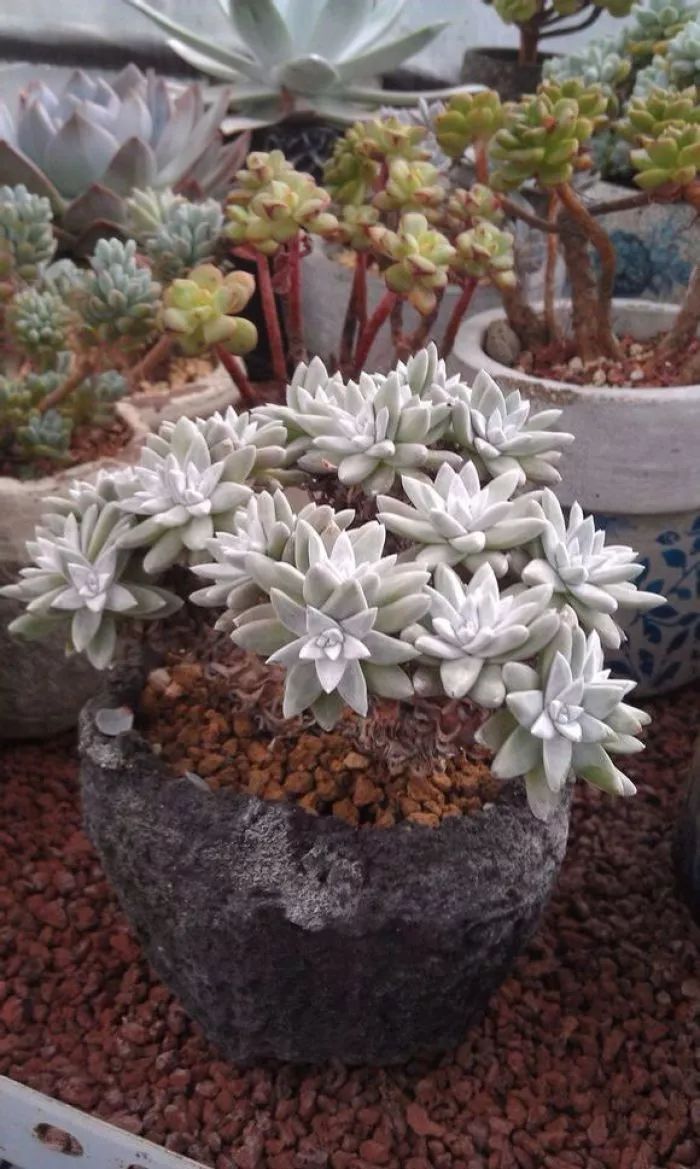 这工资还不够买一颗肉的……