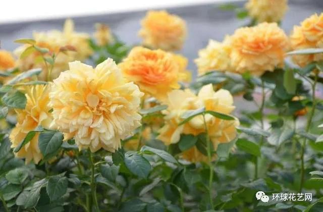 稀有玫瑰花品种大全图片,九种常见玫瑰花品种排名