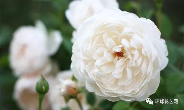 十大最稀有的玫瑰花品种图片,稀有玫瑰花品种大全图片