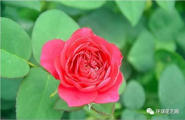 十大最稀有的玫瑰花品种图片,稀有玫瑰花品种大全图片