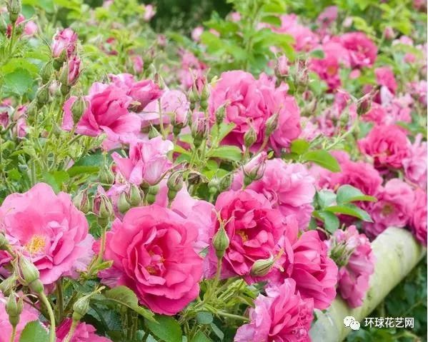 十大最稀有的玫瑰花品种图片,稀有玫瑰花品种大全图片