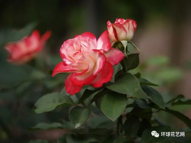 十大最稀有的玫瑰花品种图片,稀有玫瑰花品种大全图片