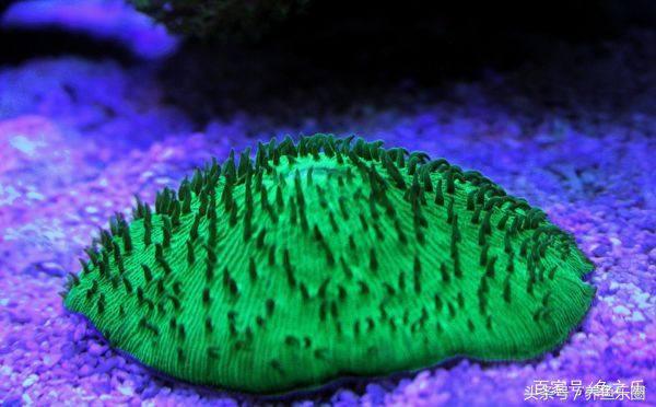 养鱼硝化细菌正确使用方法,硝化细菌在养鱼过程中如何使用