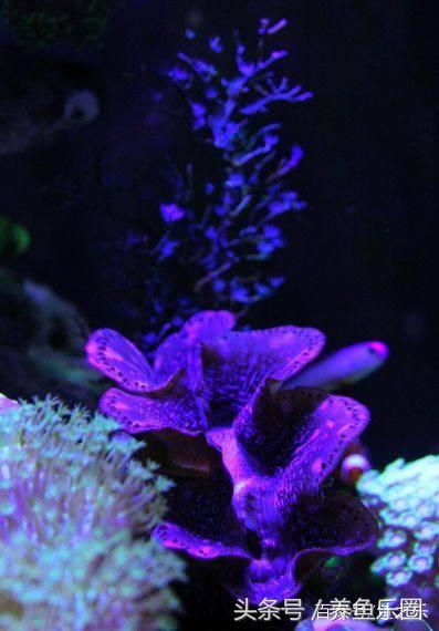 养鱼硝化细菌正确使用方法,硝化细菌在养鱼过程中如何使用