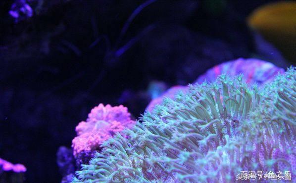 养鱼硝化细菌正确使用方法,硝化细菌在养鱼过程中如何使用