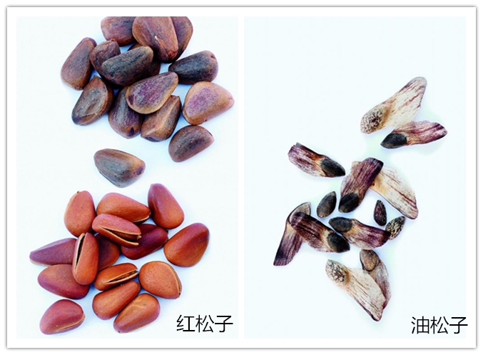 农村这野果像刺猬浑身带刺,农村这种野果有钱也很难买到