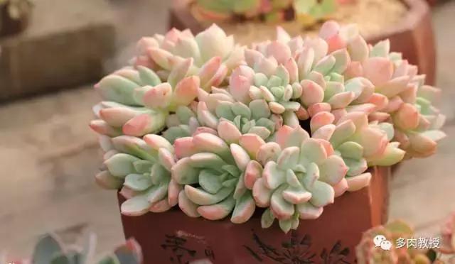 皮实好养的5款多肉,推荐几款多肉好看又好养的