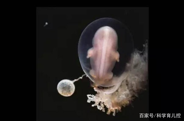 精子经过的四个过程,精子产生与吸收过程