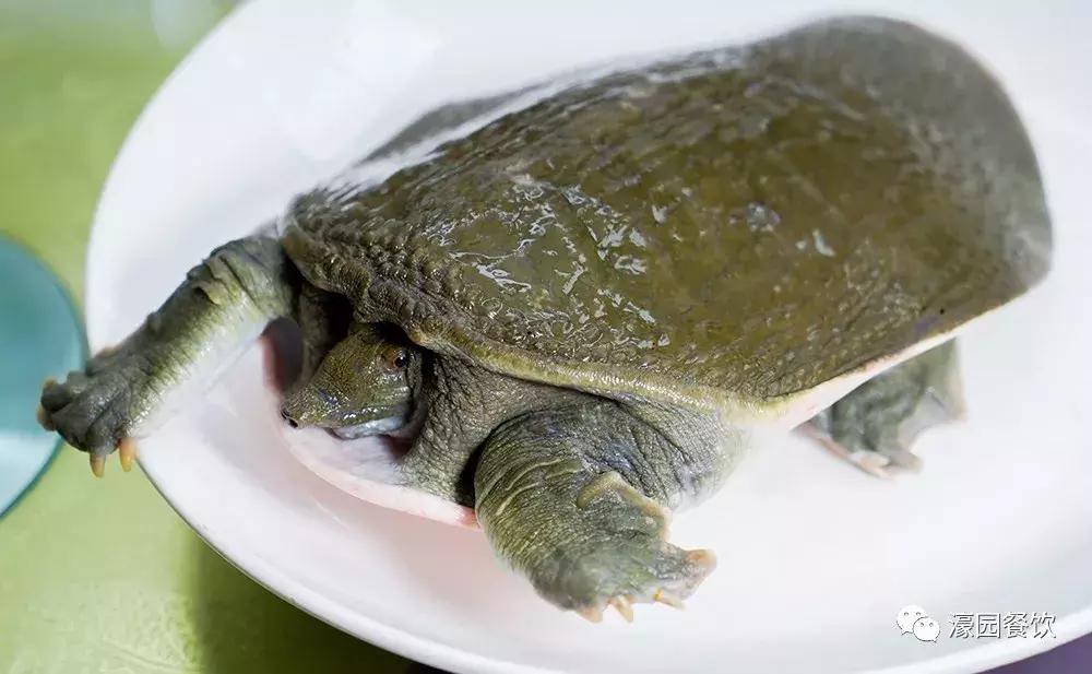 湿气大是拔罐祛湿还是喝中药,湿气重的人怎么排湿拔罐出水蒸气