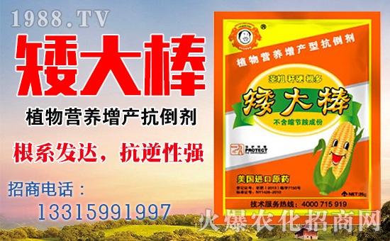 玉米果穗缺粒是怎么回事,玉米缺粒的原因和解决方法