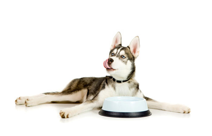 哈士奇挑食怎么办呢,哈士奇挑食怎么解决