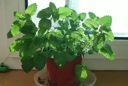 房间养花会滋生蚊子吗,家中养花能滋生蚊子吗