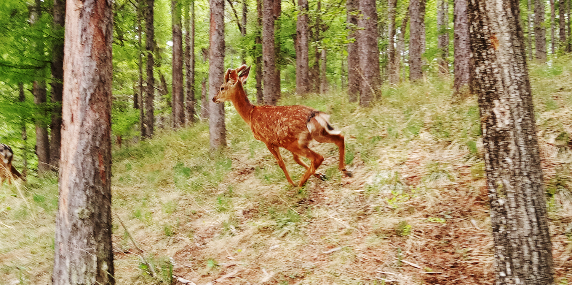 瑰丽与发展并存，机遇助东丰五彩鹿乡采风记之总结篇