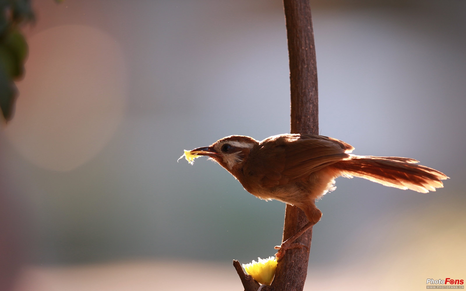 拍鸟如何选择对焦,全方位揭秘拍鸟技巧