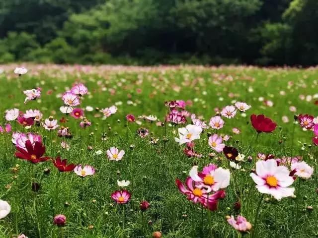 南京不老村，这个画得了插画、种得了花的萌大叔，亲自打造一个家