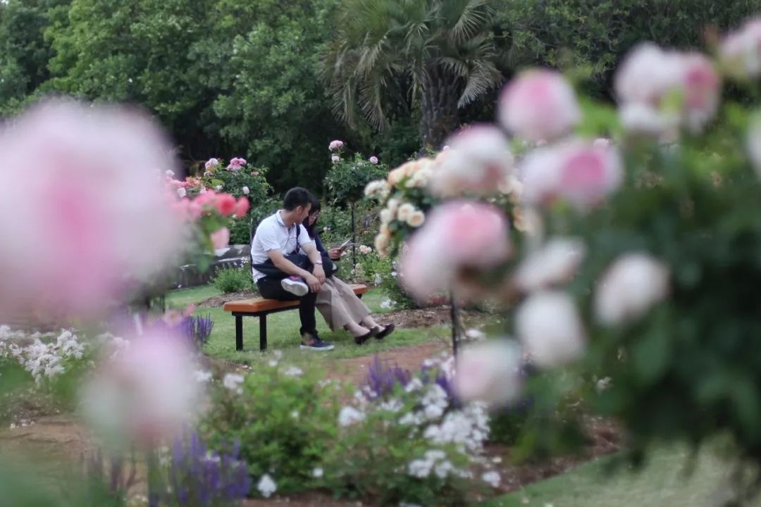 日本的哪个地方中国人不能去,日本什么地方很多中国人