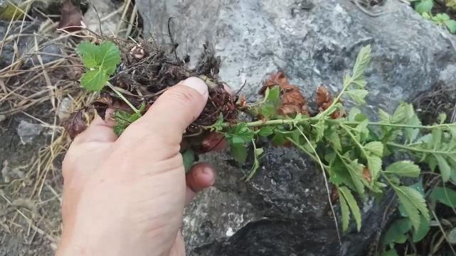 仙鹤草有其他名称吗,仙鹤草的作用与功效治什么病