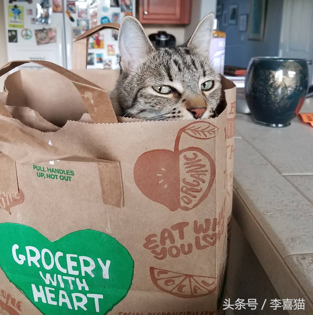 大名鼎鼎的中华气死猫,专业欺负铲屎官,谁养谁知道