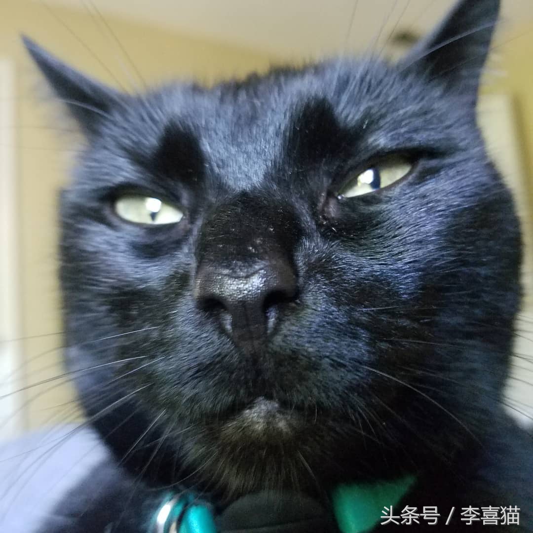 大名鼎鼎的中华气死猫,专业欺负铲屎官,谁养谁知道