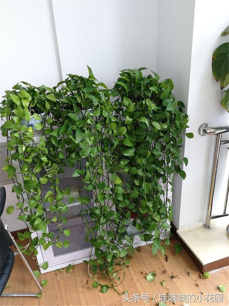 绿萝黄叶掉叶小妙招,绿萝疯狂长藤怎么办