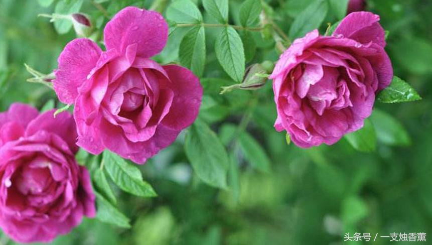 正宗玫瑰花精油是什么颜色,玫瑰花精油精华