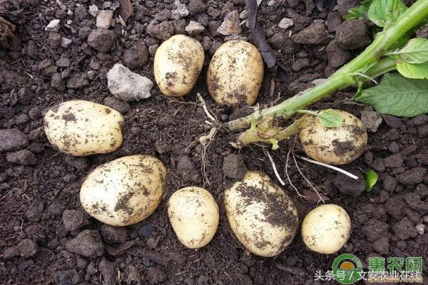 6月5日全国土豆价格行情分析