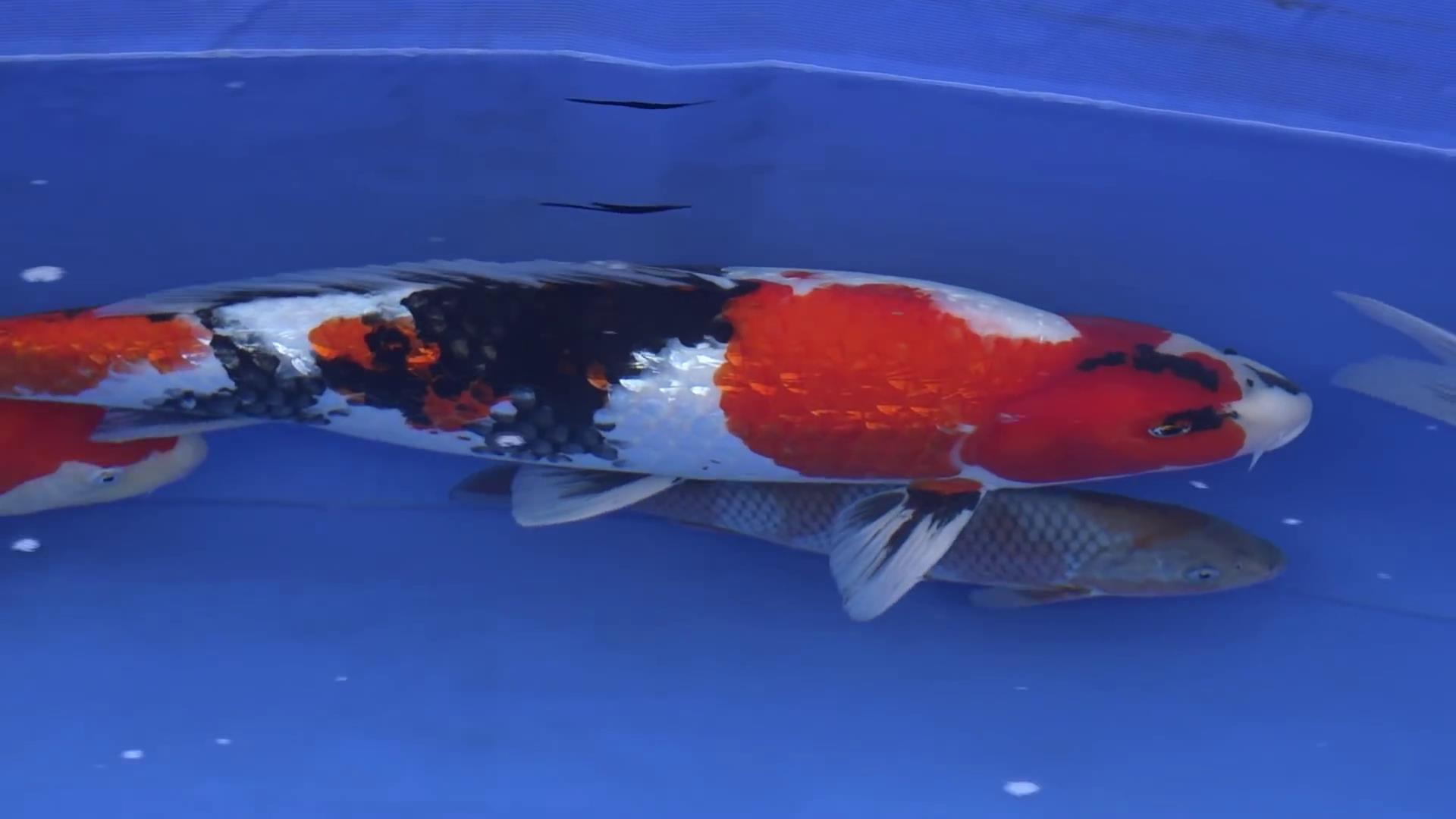 芥子锦鲤为什么那么贵,为什么一条鱼好养