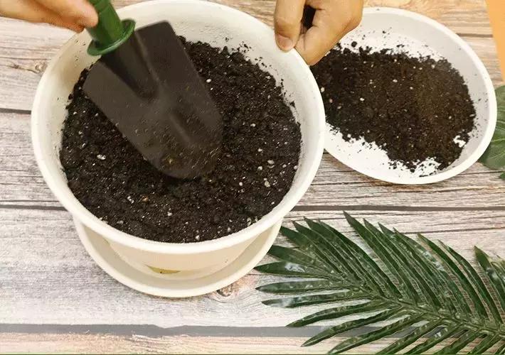 阳台种绿叶菜,适合阳台种的绿叶菜