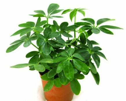 找甲醛公司除甲醛有效吗,什么去甲醛最快最有效