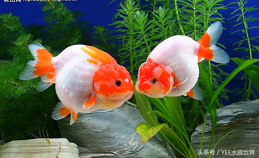 夏天养鱼怎么避免煮鱼,夏天怎么养鱼才不会死