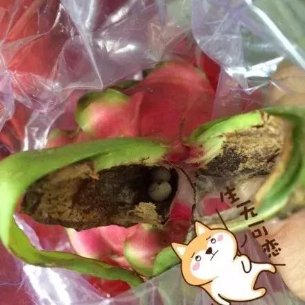 网友买火龙果，打开后发现了两枚蛋，回家后孵出小宠物！