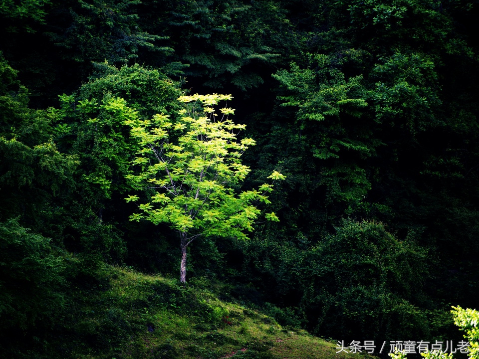只有清凉无“热火”,川北避暑来“朝天”