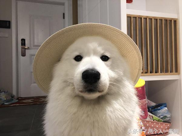 没有养过狗狗的不知道心里有多痛,不建议养萨摩耶的十种理由