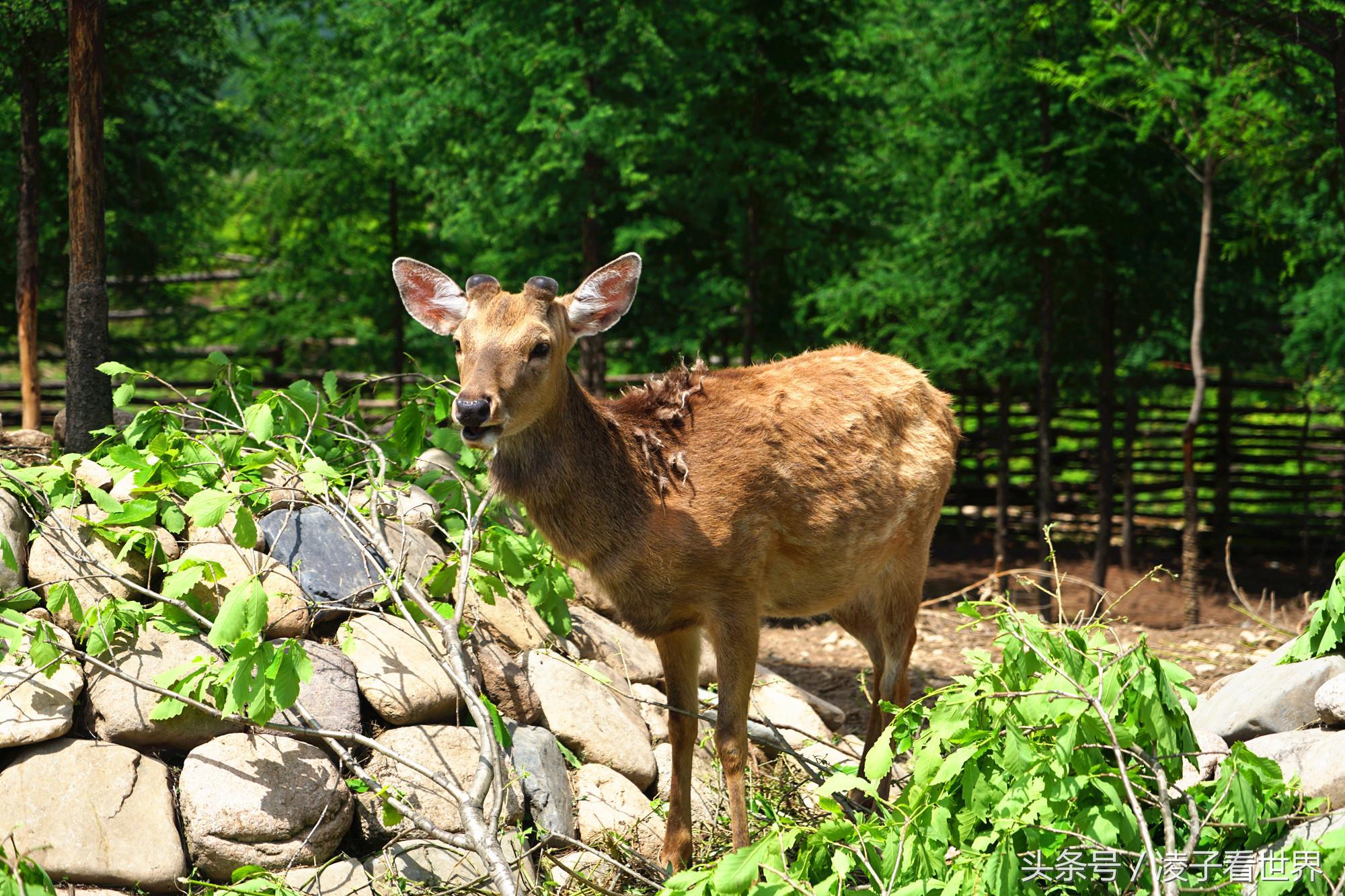 辽宁旅顺天沐温泉度假酒店,辽宁花溪沐温泉小镇