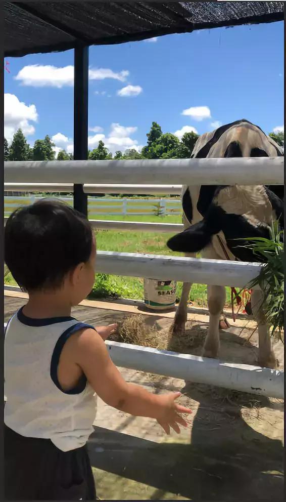 被兔子咬了需不需要打狂犬疫苗,被兔子咬了需要打疫苗吗