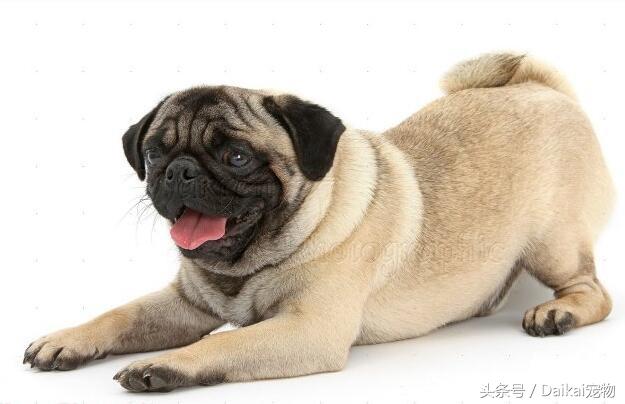 巴哥犬经常掉毛怎么回事,巴哥犬掉毛厉害怎么回事