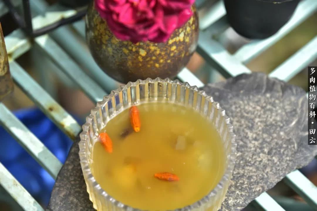 推开多肉世界的门，原来你与美食来自同一国度！