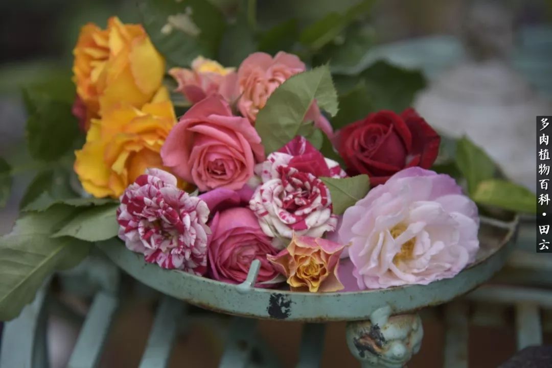 推开多肉世界的门，原来你与美食来自同一国度！