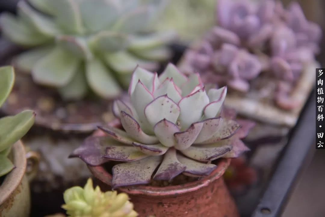 推开多肉世界的门，原来你与美食来自同一国度！