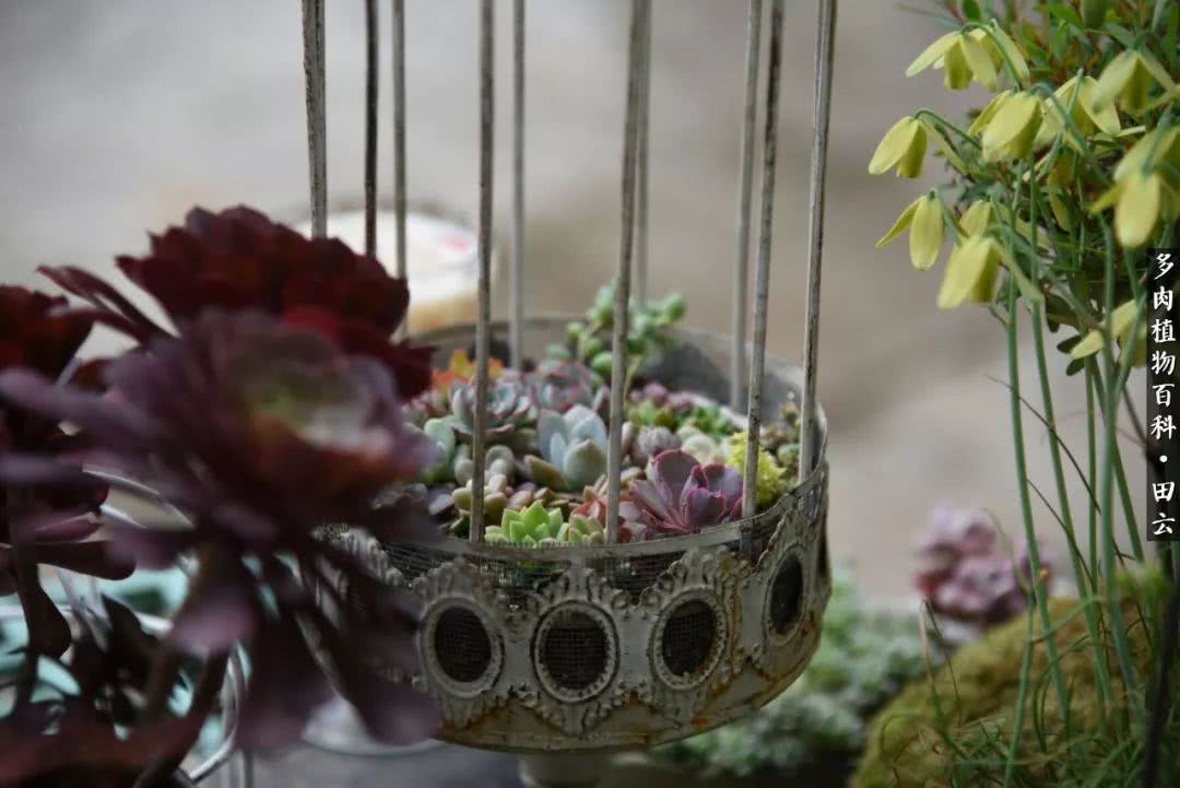 推开多肉世界的门，原来你与美食来自同一国度！