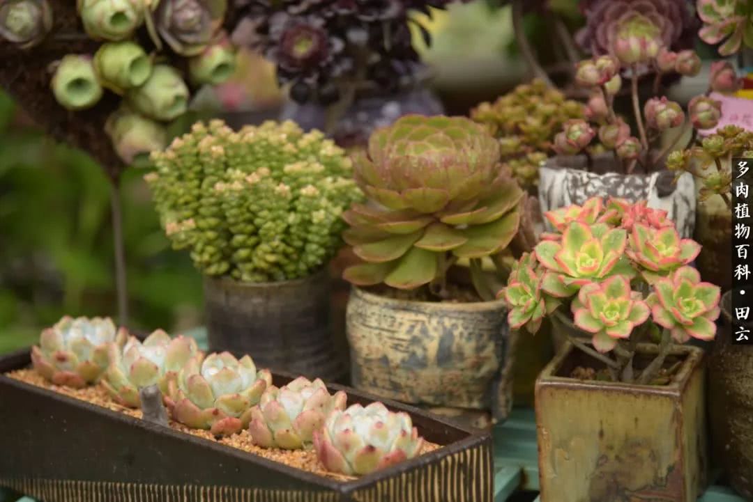 推开多肉世界的门，原来你与美食来自同一国度！